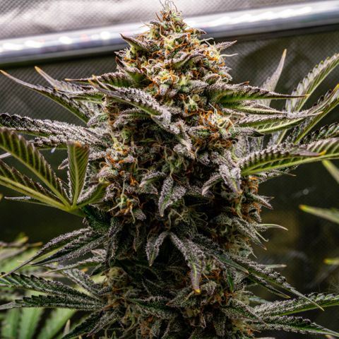 Wedding Cake Auto by KilliczGe growlog timeline photo