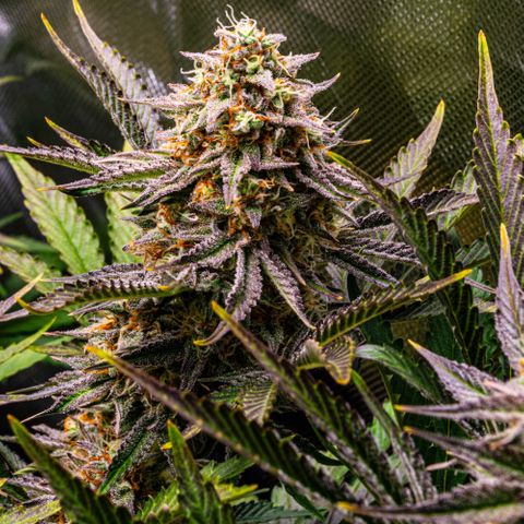Wedding Cake Auto by KilliczGe growlog timeline photo