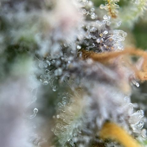 Wedding Cake Auto by KilliczGe growlog timeline photo