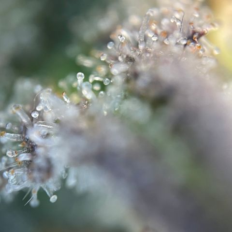 Wedding Cake Auto by KilliczGe growlog timeline photo