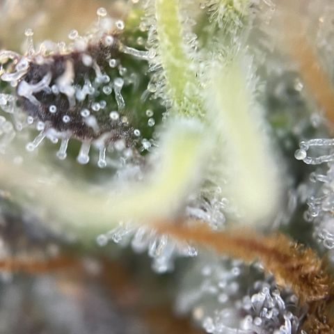 Wedding Cake Auto by KilliczGe growlog timeline photo