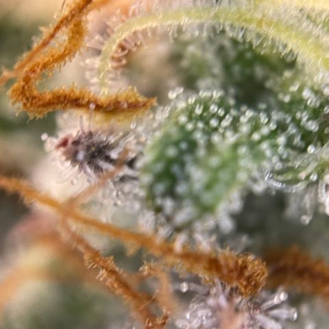 Wedding Cake Auto by KilliczGe growlog timeline photo