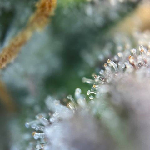 Wedding Cake Auto by KilliczGe growlog timeline photo