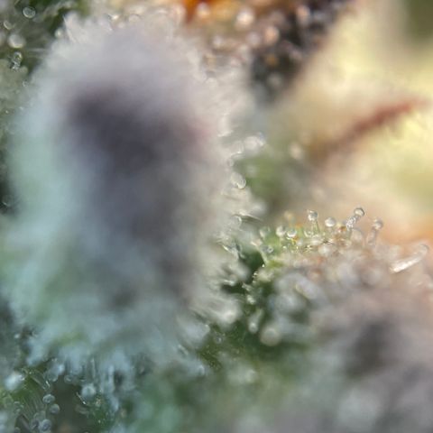 Wedding Cake Auto by KilliczGe growlog timeline photo