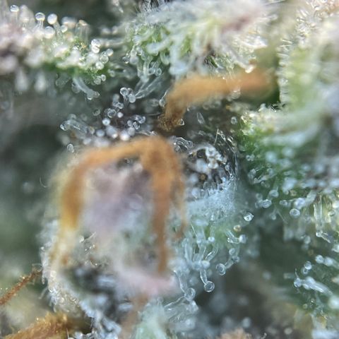 Wedding Cake Auto by KilliczGe growlog timeline photo