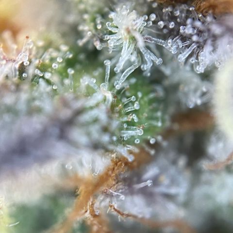Wedding Cake Auto by KilliczGe growlog timeline photo