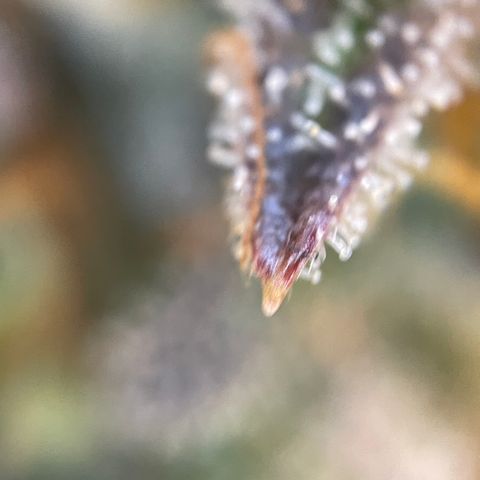 Wedding Cake Auto by KilliczGe growlog timeline photo