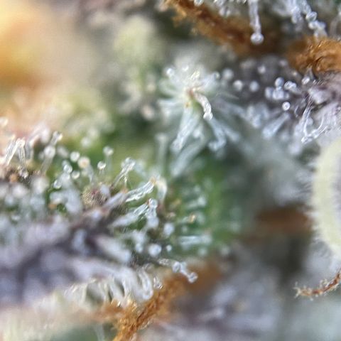 Wedding Cake Auto by KilliczGe growlog timeline photo