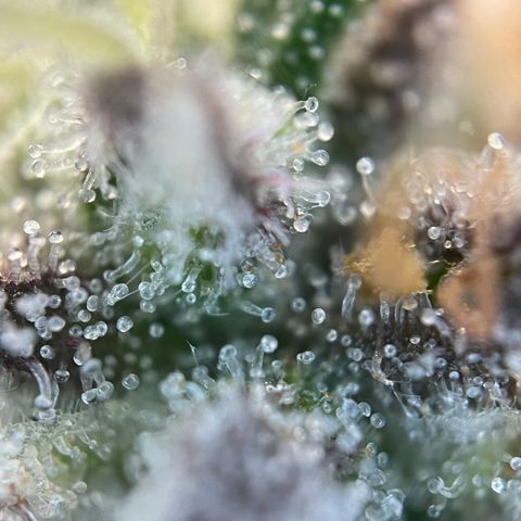 Wedding Cake Auto by KilliczGe growlog timeline photo