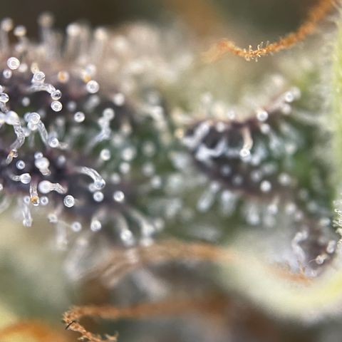 Wedding Cake Auto by KilliczGe growlog timeline photo