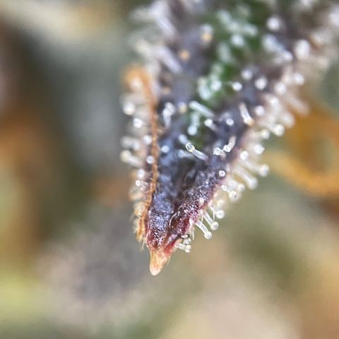 Wedding Cake Auto by KilliczGe growlog timeline photo