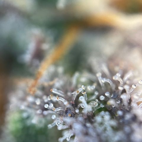 Wedding Cake Auto by KilliczGe growlog timeline photo