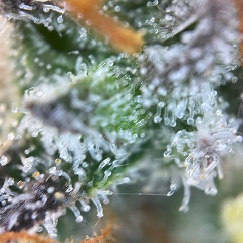 Wedding Cake Auto by KilliczGe growlog timeline photo