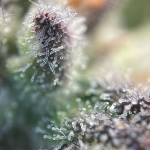 Wedding Cake Auto by KilliczGe growlog timeline photo