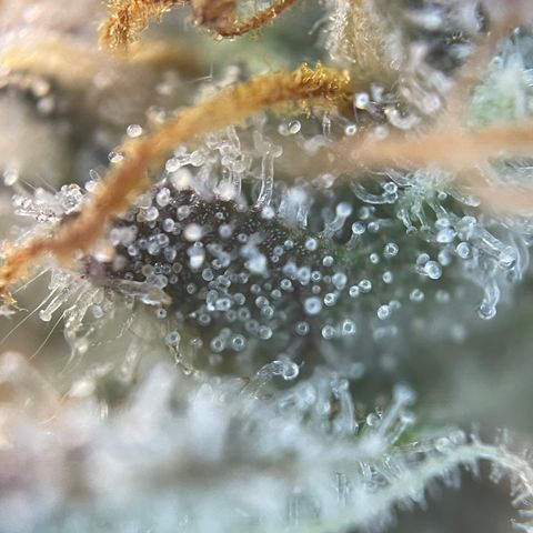 Wedding Cake Auto by KilliczGe growlog timeline photo