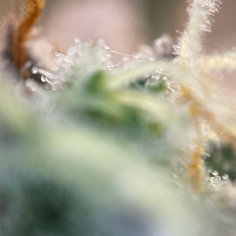 Wedding Cake Auto by KilliczGe growlog timeline photo