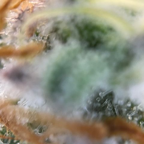 Wedding Cake Auto by KilliczGe growlog timeline photo