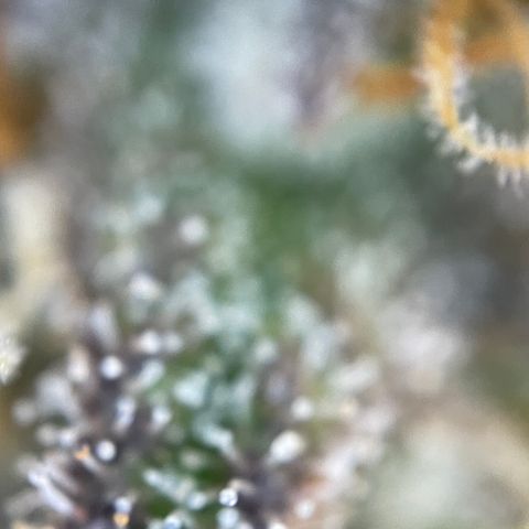 Wedding Cake Auto by KilliczGe growlog timeline photo