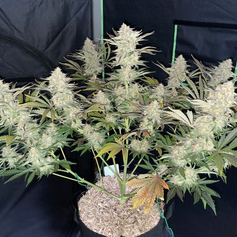 Wedding Cake Auto by KilliczGe growlog timeline photo