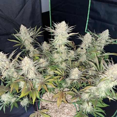 Wedding Cake Auto by KilliczGe growlog timeline photo