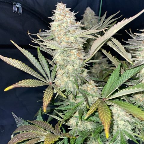 Wedding Cake Auto by KilliczGe growlog timeline photo