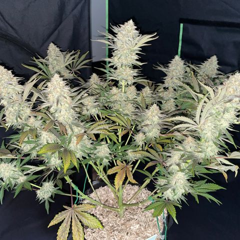Wedding Cake Auto by KilliczGe growlog timeline photo