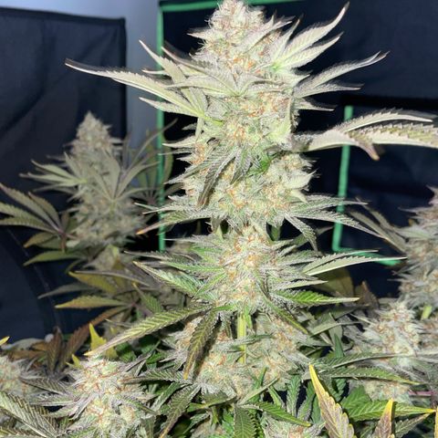 Wedding Cake Auto by KilliczGe growlog timeline photo