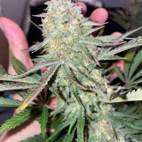 Wedding Cake Auto by KilliczGe growlog timeline photo
