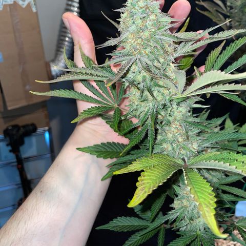 Wedding Cake Auto by KilliczGe growlog timeline photo
