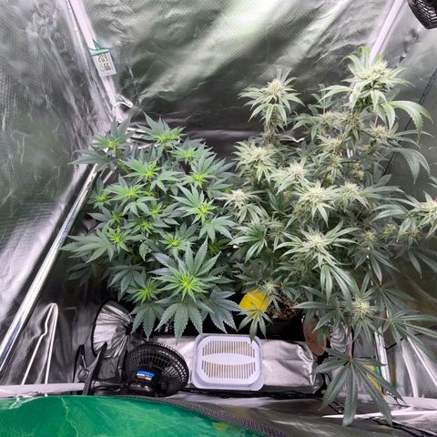 Special Kush 1 - GwJ Community Award Winning Celebration Grow Part 2 -The Price - by KilliczGe growlog timeline photo