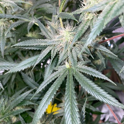 Special Kush 1 - GwJ Community Award Winning Celebration Grow Part 2 -The Price - by KilliczGe growlog timeline photo