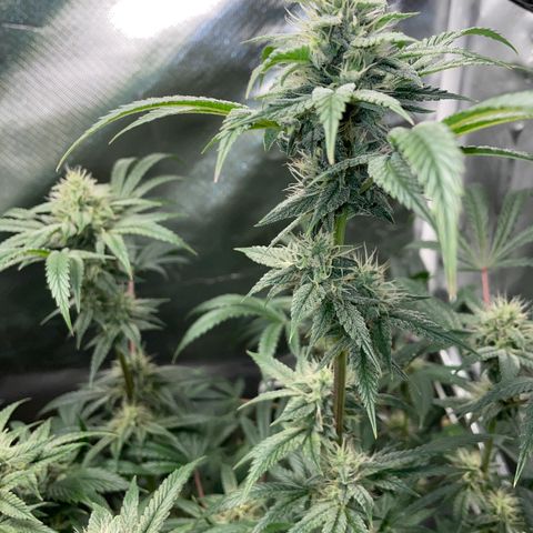 Special Kush 1 - GwJ Community Award Winning Celebration Grow Part 2 -The Price - by KilliczGe growlog timeline photo