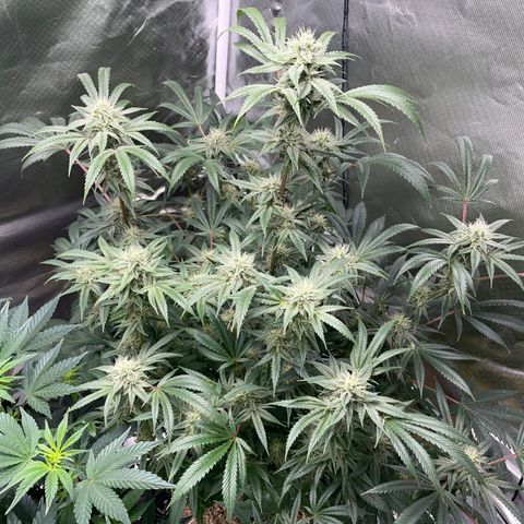 Special Kush 1 - GwJ Community Award Winning Celebration Grow Part 2 -The Price - by KilliczGe growlog timeline photo