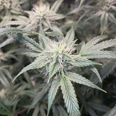 Special Kush 1 - GwJ Community Award Winning Celebration Grow Part 2 -The Price - by KilliczGe growlog timeline photo