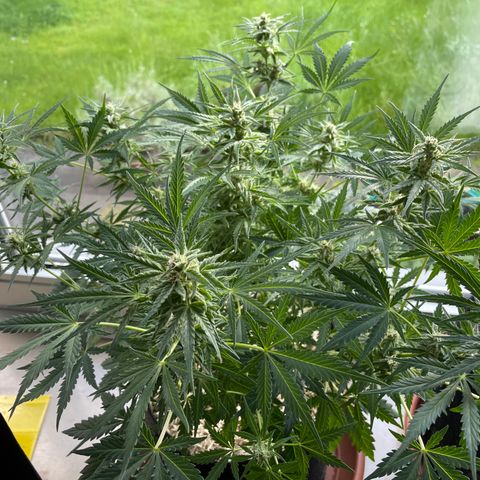 Sherbet Queen Auto by KilliczGe  growlog timeline photo