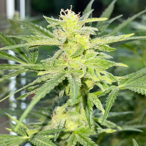 Sherbet Queen Auto by KilliczGe  growlog timeline photo