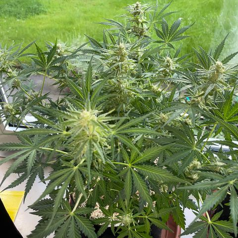 Sherbet Queen Auto by KilliczGe  growlog timeline photo