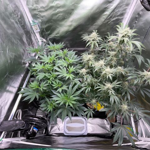 Special Kush 1 - GwJ Community Award Winning Celebration Grow Part 2 -The Price - by KilliczGe growlog timeline photo