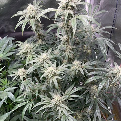 Special Kush 1 - GwJ Community Award Winning Celebration Grow Part 2 -The Price - by KilliczGe growlog timeline photo
