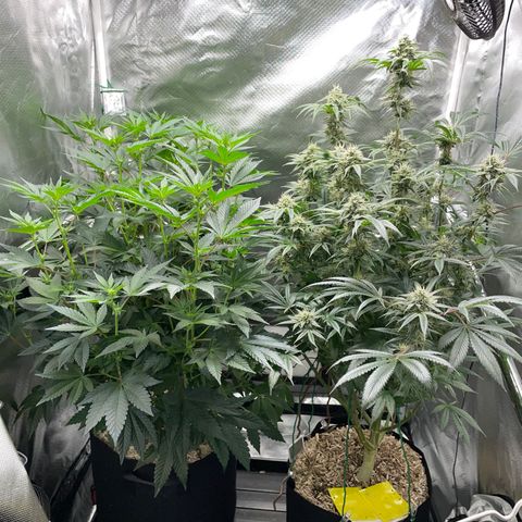 Special Kush 1 - GwJ Community Award Winning Celebration Grow Part 2 -The Price - by KilliczGe growlog timeline photo