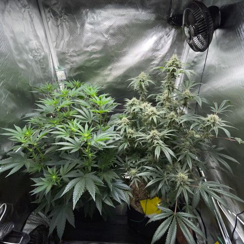 Special Kush 1 - GwJ Community Award Winning Celebration Grow Part 2 -The Price - by KilliczGe growlog timeline photo