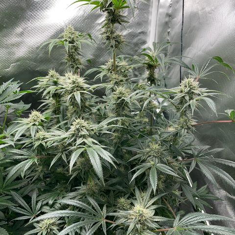 Special Kush 1 - GwJ Community Award Winning Celebration Grow Part 2 -The Price - by KilliczGe growlog timeline photo