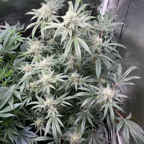 Special Kush 1 - GwJ Community Award Winning Celebration Grow Part 2 -The Price - by KilliczGe growlog timeline photo
