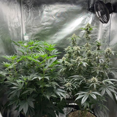Special Kush 1 - GwJ Community Award Winning Celebration Grow Part 2 -The Price - by KilliczGe growlog timeline photo