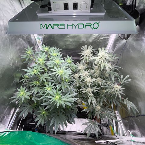 Special Kush 1 - GwJ Community Award Winning Celebration Grow Part 2 -The Price - by KilliczGe growlog timeline photo