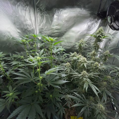 Special Kush 1 - GwJ Community Award Winning Celebration Grow Part 2 -The Price - by KilliczGe growlog timeline photo
