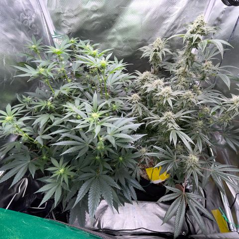 Special Kush 1 - GwJ Community Award Winning Celebration Grow Part 2 -The Price - by KilliczGe growlog timeline photo