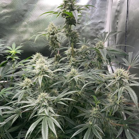 Special Kush 1 - GwJ Community Award Winning Celebration Grow Part 2 -The Price - by KilliczGe growlog timeline photo
