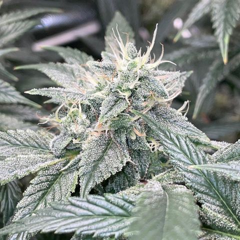 Special Kush 1 - GwJ Community Award Winning Celebration Grow Part 2 -The Price - by KilliczGe growlog timeline photo
