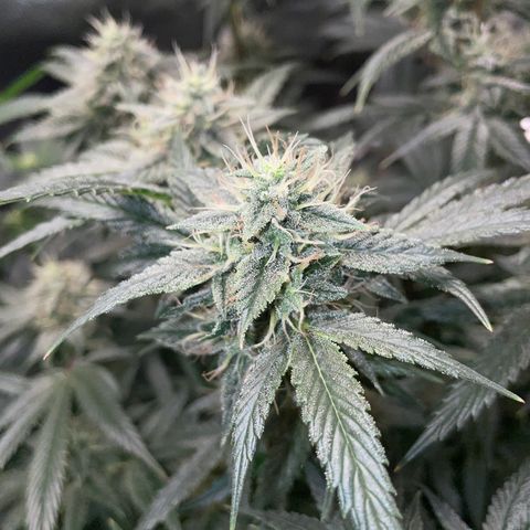 Special Kush 1 - GwJ Community Award Winning Celebration Grow Part 2 -The Price - by KilliczGe growlog timeline photo